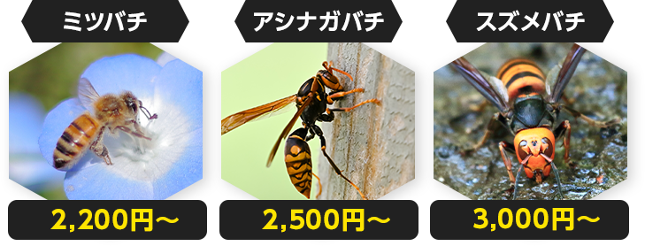 アシナガバチ スズメバチ ミツバチ